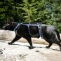 HARNAIS ANTI-FUITE POUR CHAT, Harnais de sécurité réglable pour chats d'aventure