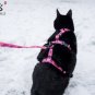 HARNAIS ANTI-FUITE POUR CHAT, Harnais de sécurité réglable pour chats d'aventure