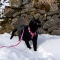 HARNAIS ANTI-FUITE POUR CHAT, Harnais de sécurité réglable pour chats d'aventure