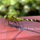Insect Posters