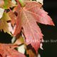 Fall Leaves