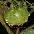 Tomato - 18in By 24in