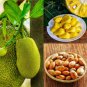 10 Seeds Jack Fruit Seeds Ceylon Best Quality Viable Seeds For Grow
