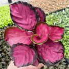 25+ Seeds Pink Rosy Calathea Couture Flower Indoor or Outdoor Beautiful Plant 25+ Seeds Pink Rosy Calathea Couture Flower Indoor or Outdoor Beautiful Plant