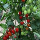 50+ Juliet F1 Tomato Hybrid Heirloom Seeds for Garden