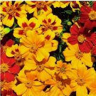 25+ Fantasia Mix Marigold Seeds for Garden Planting