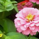 25+ Light Pink Marigold Seeds for Garden Planting
