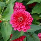 25+ Pink Marigold Seeds for Garden Planting 25+ Pink Marigold Seeds for Garden Planting
