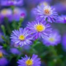 25+ Blue Corn Marigold Seeds for Garden Planting 25+ Blue Corn Marigold Seeds for Garden Planting