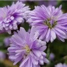25+ Purple Corn Marigold Seeds for Garden Planting