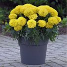 25+ Inca Yellow Marigold Seeds for Garden Planting