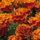 25+ Safari Scarlet Marigold Seeds for Garden Planting