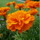 25+ Tangerine Marigold Seeds for Garden Planting