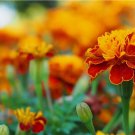 25+ Queen Sophia Marigold Seeds for Garden Planting