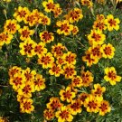 25+ Naughty Marietta Marigold Seeds for Garden Planting 25+ Naughty Marietta Marigold Seeds for Garden Planting