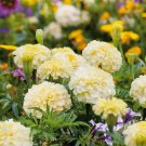 25+ Moonlight Marigold Seeds for Garden Planting