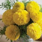 25+ Mary Helen Marigold Seeds for Garden Planting