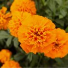 25+ Mandarin Marigold Seeds for Garden Planting
