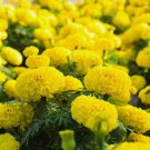 25+ Lemon Drop Marigold Seeds for Garden Planting 25+ Lemon Drop Marigold Seeds for Garden Planting
