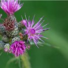 200+ Marsh (European Swamp) Thistle Seeds for Garden