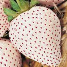 150 WHITE WONDER STRAWBERRY SEEDS SPRING PERENNIAL HEIRLOOM NON-GMO FRUIT USA 150 WHITE WONDER STRAWBERRY SEEDS SPRING PERENNIAL HEIRLOOM NON-GMO FRUIT USA