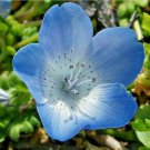 1000 BABY BLUE EYES SEEDS FLOWERS GROUNDCOVER DROUGHT TOLERANT WILDFLOWER SPRING 1000 BABY BLUE EYES SEEDS FLOWERS GROUNDCOVER DROUGHT TOLERANT WILDFLOWER SPRING