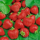 200 ALI BABA STRAWBERRY SEEDS AUTUMN PERENNIAL HEIRLOOM NON-GMO FRUIT USA 200 ALI BABA STRAWBERRY SEEDS AUTUMN PERENNIAL HEIRLOOM NON-GMO FRUIT USA