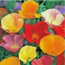 1000+ CALIFORNIA POPPY SPRING MIX SEEDS 1000+ CALIFORNIA POPPY SPRING MIX SEEDS