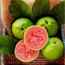 50+ Ruby Supreme Guava Seeds for Garden Planting 50+ Ruby Supreme Guava Seeds for Garden Planting