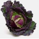 500+ January King Cabbage Seeds for Garden Planting 500+ January King Cabbage Seeds for Garden Planting