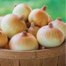 500+ Candy Onion Seeds for Garden Planting - USA