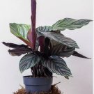 25+ Pin-Stripe Calathea Seeds for Garden Planting