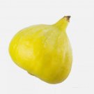 100+ Desert King Fig Seeds for Garden Planting
