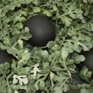 50+ Blacktail Mountain (Glenn Drowns) Watermelon Seeds 50+ Blacktail Mountain (Glenn Drowns) Watermelon Seeds