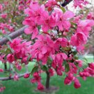 25+ Prairifire Crabapple Seeds for Garden Planting