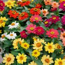 200+ ZINNIA SEEDS CACTUS FLOWER SPRING 200+ ZINNIA SEEDS CACTUS FLOWER SPRING