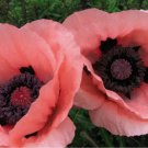 Oriental Princess Victoria Louise Poppy 200+ Seeds for Garden