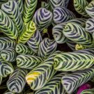 Stromanthifolia Calathea 25+ Seeds for Garden Planting Stromanthifolia Calathea 25+ Seeds for Garden Planting