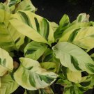 25+ Thai Beauty Calathea Seeds for Garden Planting 25+ Thai Beauty Calathea Seeds for Garden Planting