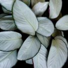 25+ Silver Plate Calathea Seeds for Garden Planting 25+ Silver Plate Calathea Seeds for Garden Planting