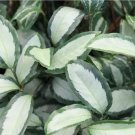 25+ Silver Calathea Seeds for Garden Planting - USA 25+ Silver Calathea Seeds for Garden Planting - USA