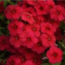 100+ Gisele Red Phlox Seeds for Garden Planting