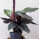25+ Pin-Stripe Calathea Seeds for Garden Planting 25+ Pin-Stripe Calathea Seeds for Garden Planting