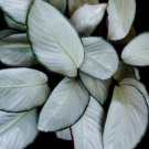 25+ Silver Plate Calathea Seeds for Garden Planting