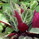 25+ Red Zebrina Calathea Seeds for Garden Planting