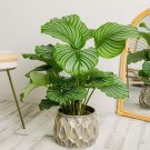 25+ Round-Leaved Calathea Seeds for Garden Planting