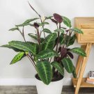 25+ Jungle Velvet Calathea Seeds for Garden Planting