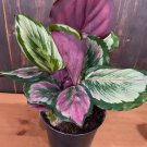 25+ Eclipse Calathea Seeds for Garden Planting