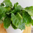 25+ Network Calathea Seeds for Garden Planting 25+ Network Calathea Seeds for Garden Planting