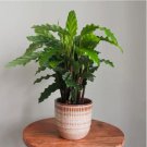 25+ Furry Feather Calathea Seeds for Garden Planting